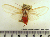 Amerila leucoptera